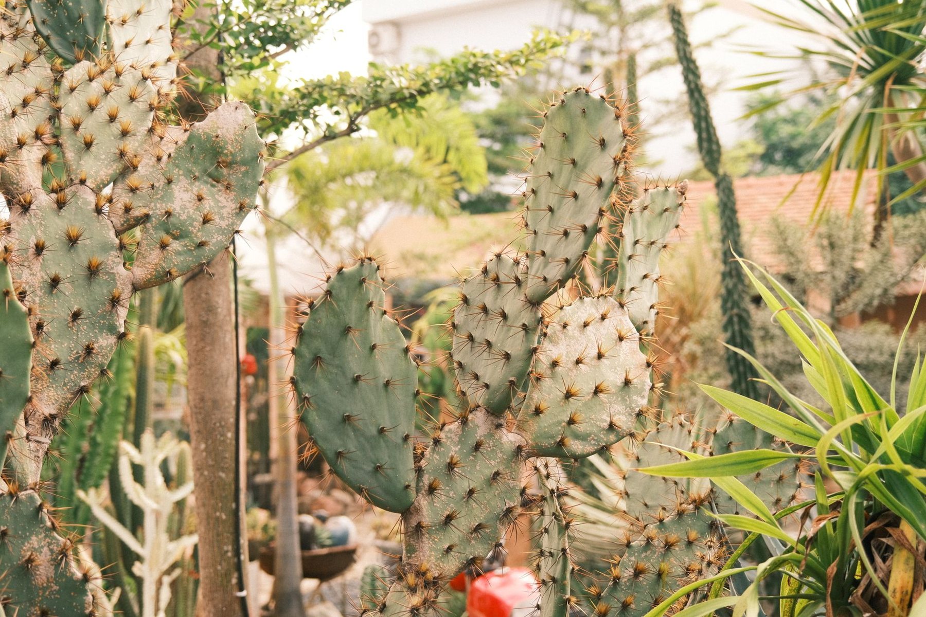 Desert Landscaping & Xeriscape in Gilbert AZ