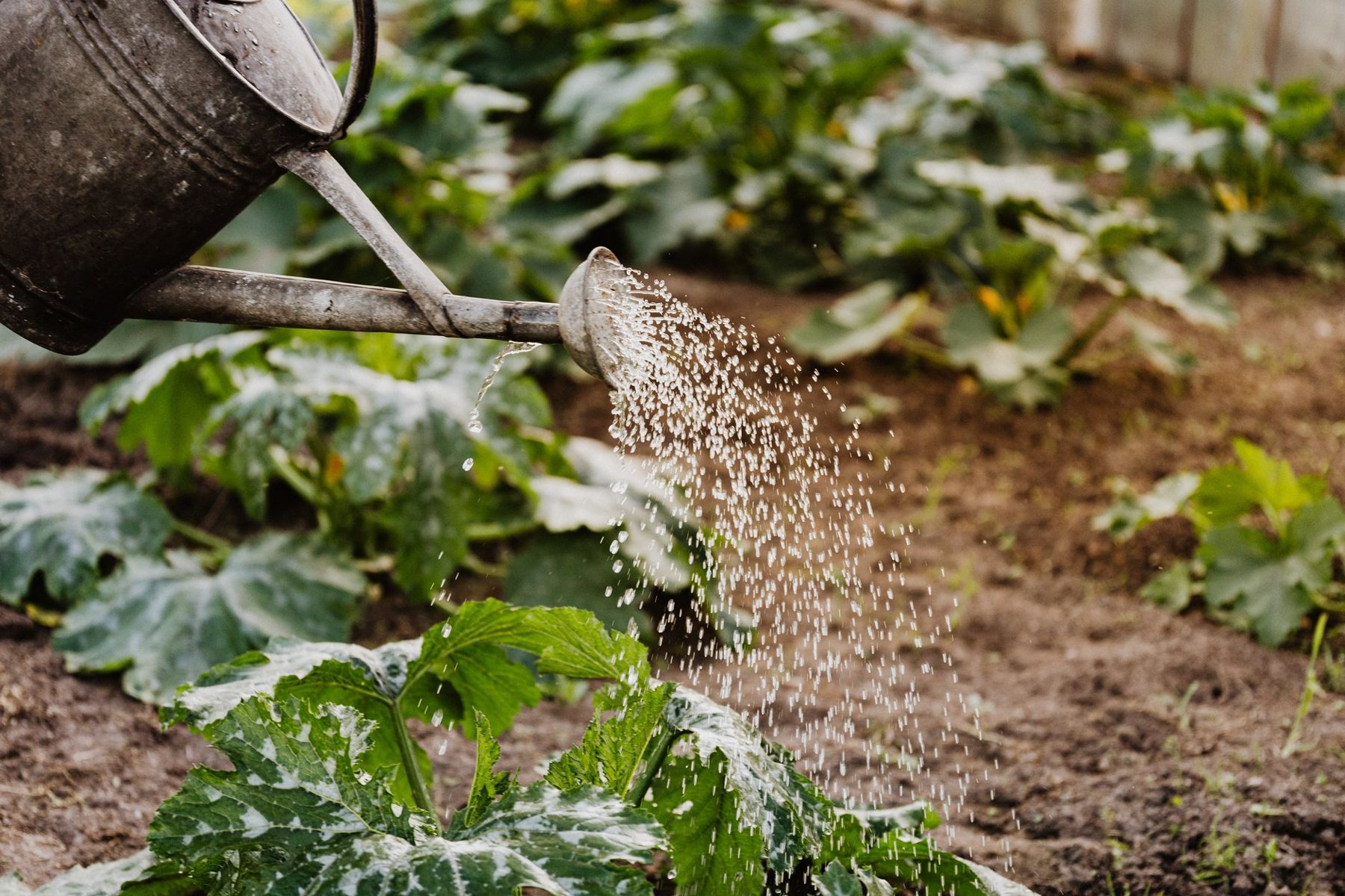 Irrigation & Drip Systems in Gilbert AZ
