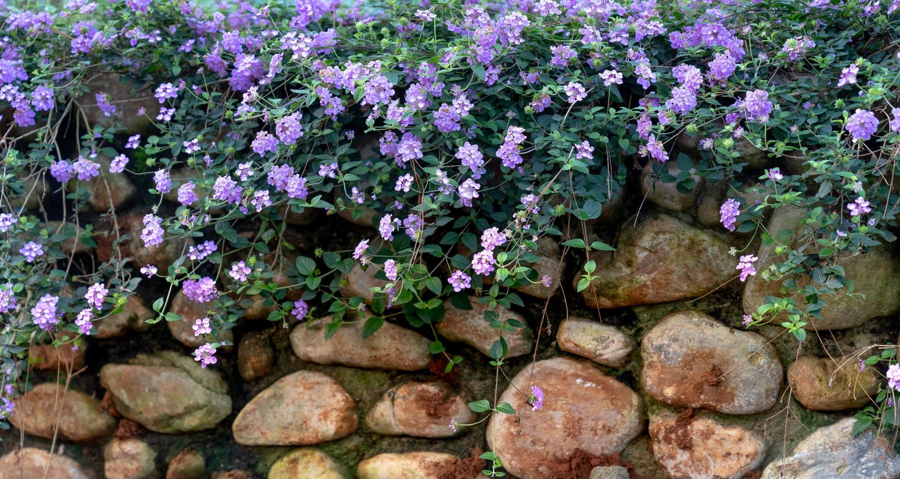 Retaining Walls & Planters in Gilbert AZ