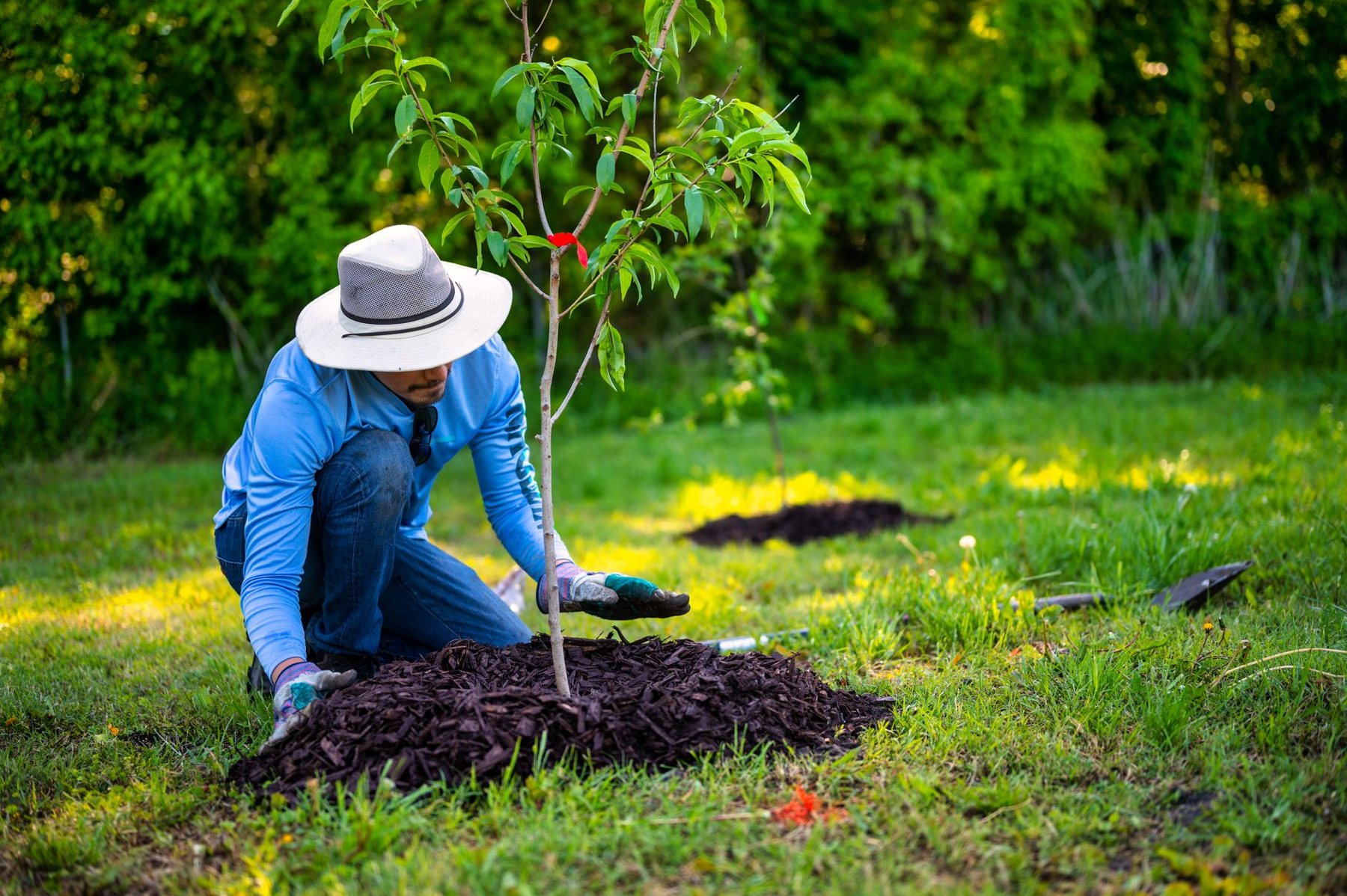 Tree & Plant Installation in Gilbert AZ